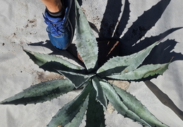 Florida - Random Stuff