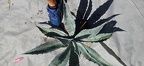 Florida - Random Stuff